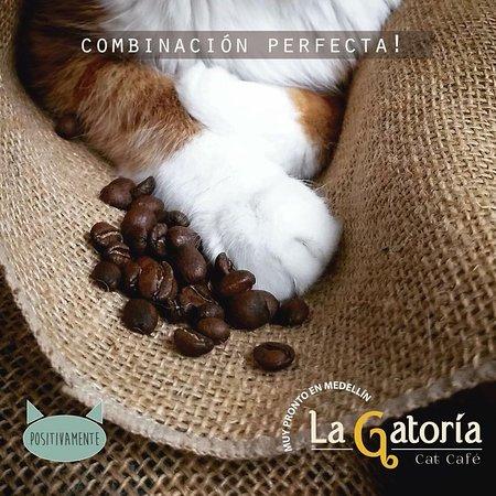 La Gatoria Cat Cafe